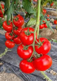 Seme Jastis F1 - Ostalo | SM AgroShop