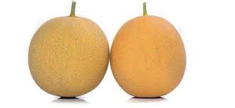 Seme Lokma F1 - Ostalo | SM AgroShop