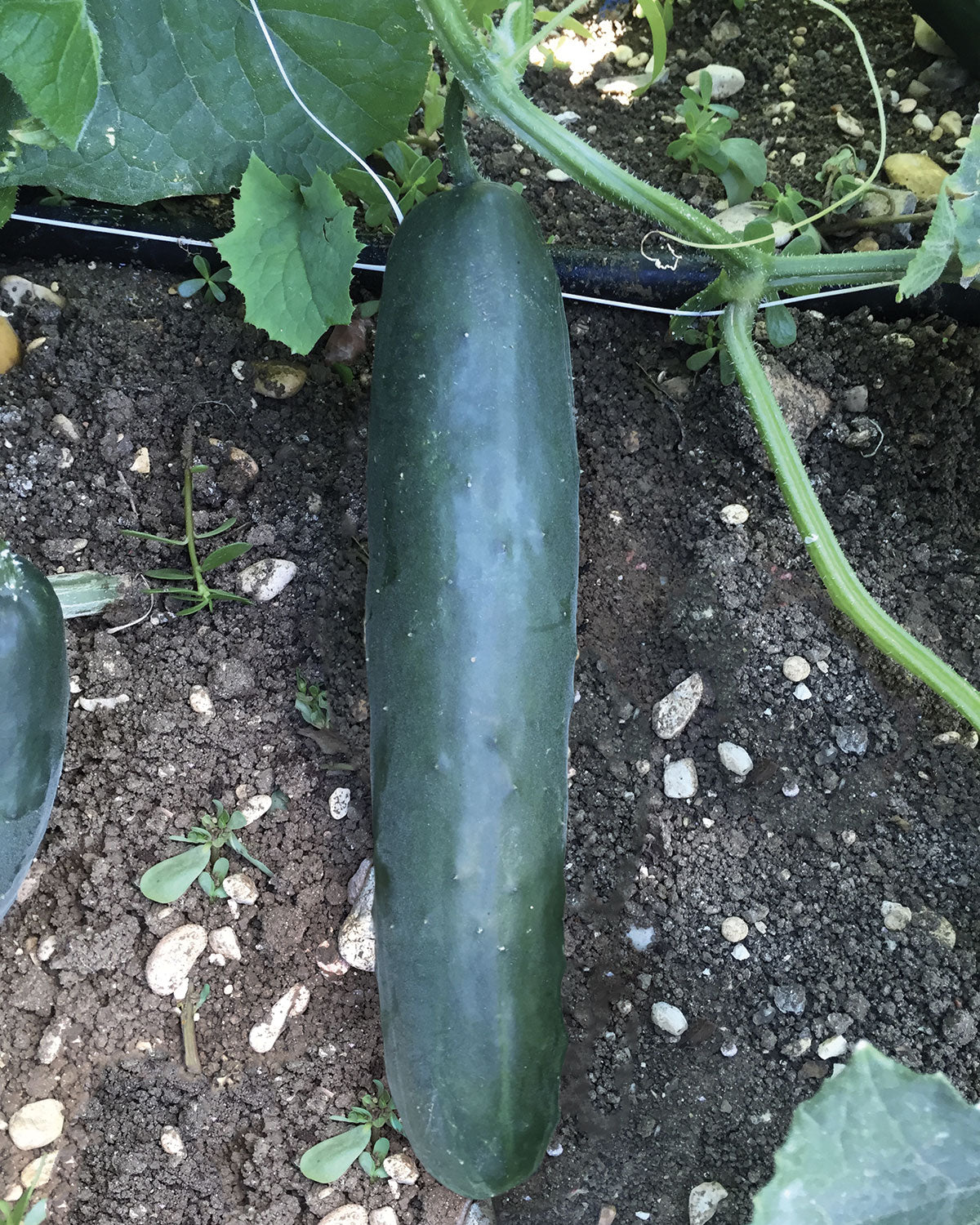 Seme Kintaro F1 - Ostalo | SM AgroShop