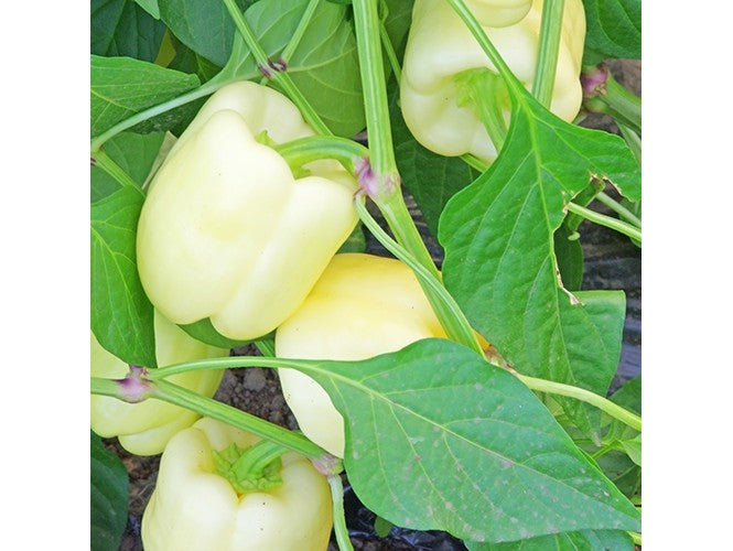 Profesionalno seme Seme paprike Salana F1 - Katalog semena povrća SM AgroShop - Brza dostava