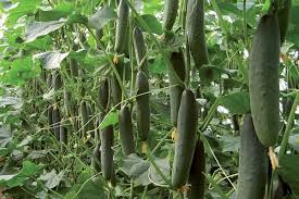 Seme Ekron F1 EZ - Ostalo | SM AgroShop