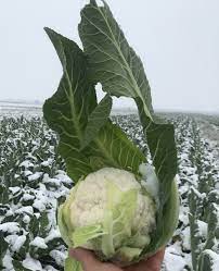 Seme Naruto F1 - Ostalo | SM AgroShop