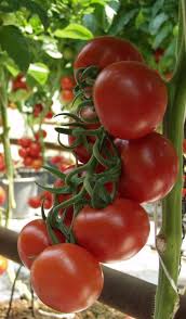 Seme Alfred F1 - Ostalo | SM AgroShop