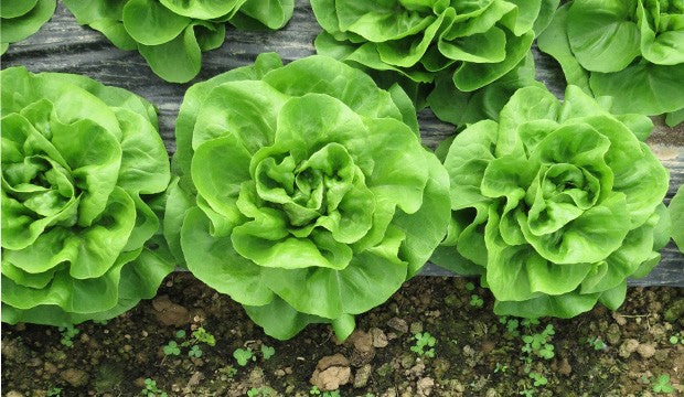 Seme Shangore (jesen, zima) - Ostalo | SM AgroShop