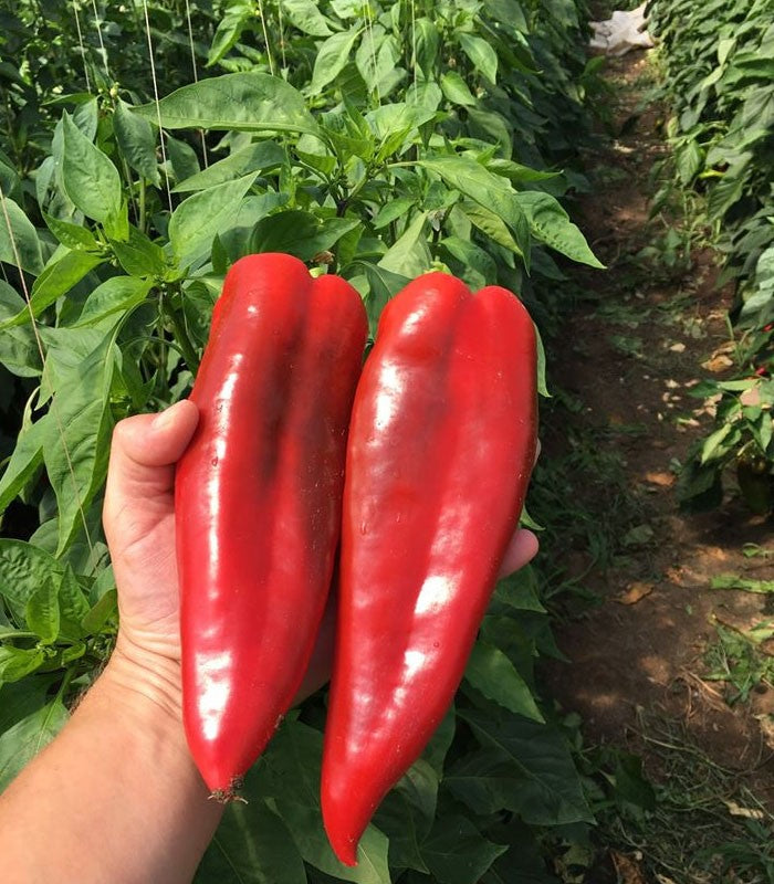 Profesionalno seme Seme paprike Vittalica F1 - Katalog semena povrća SM AgroShop