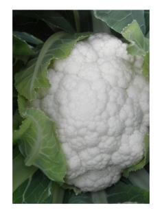 Seme Bianca F1 - Ostalo | SM AgroShop