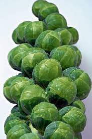 Seme Franklin F1 - Ostalo | SM AgroShop