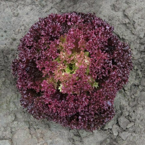 Profesionalno seme Seme salate Spectation ( cele godine) - Katalog semena povrća SM AgroShop