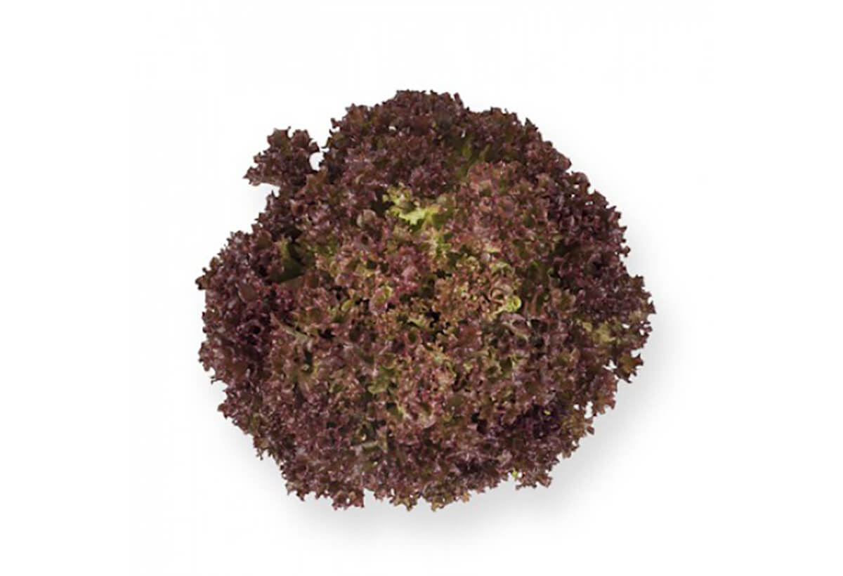 Seme Anthony (jesen, zima) - Ostalo | SM AgroShop