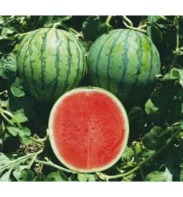 Seme Sunrise F1 (besemena) - Ostalo | SM AgroShop