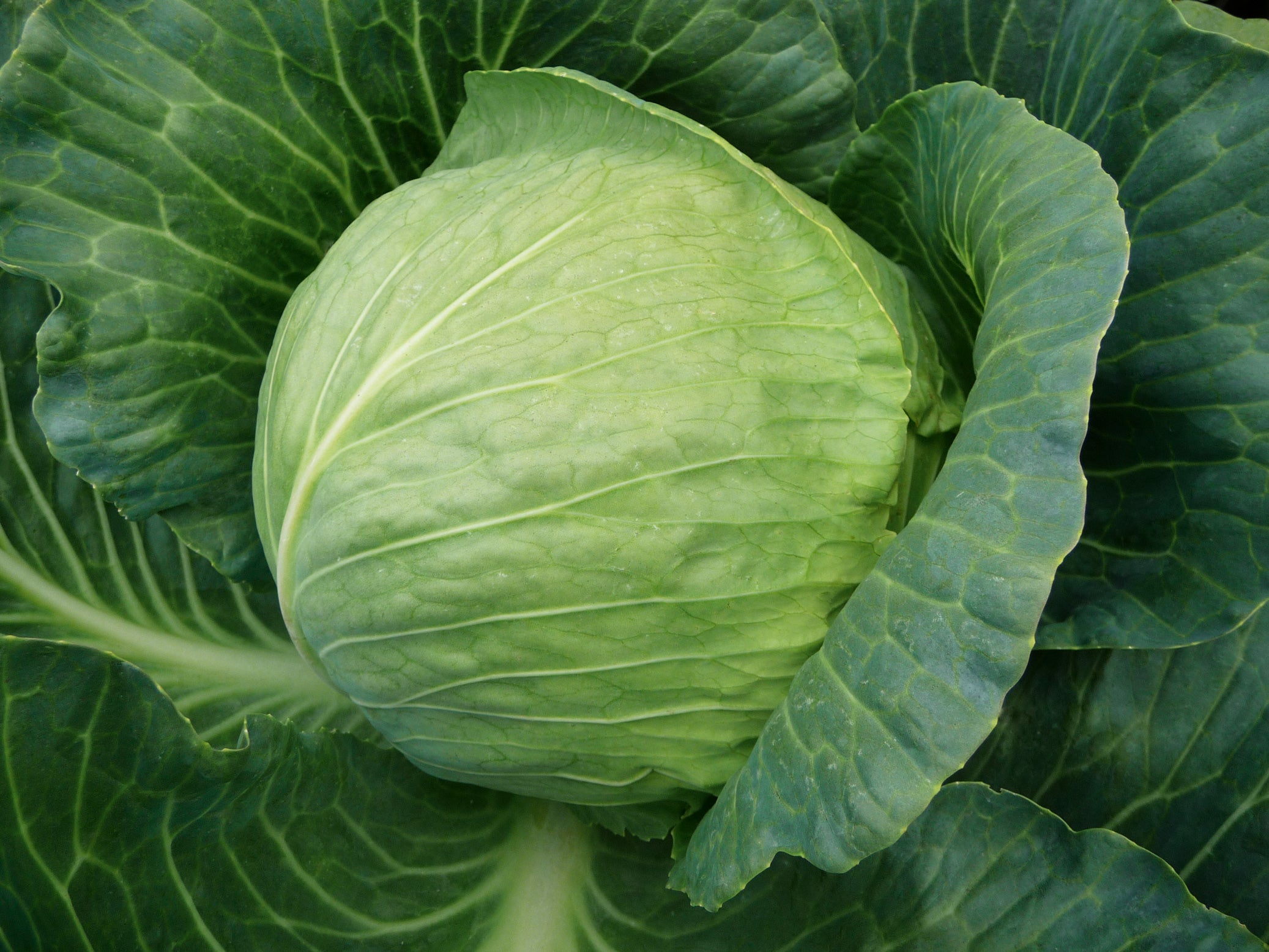 Seme Tiara F1 - Ostalo | SM AgroShop