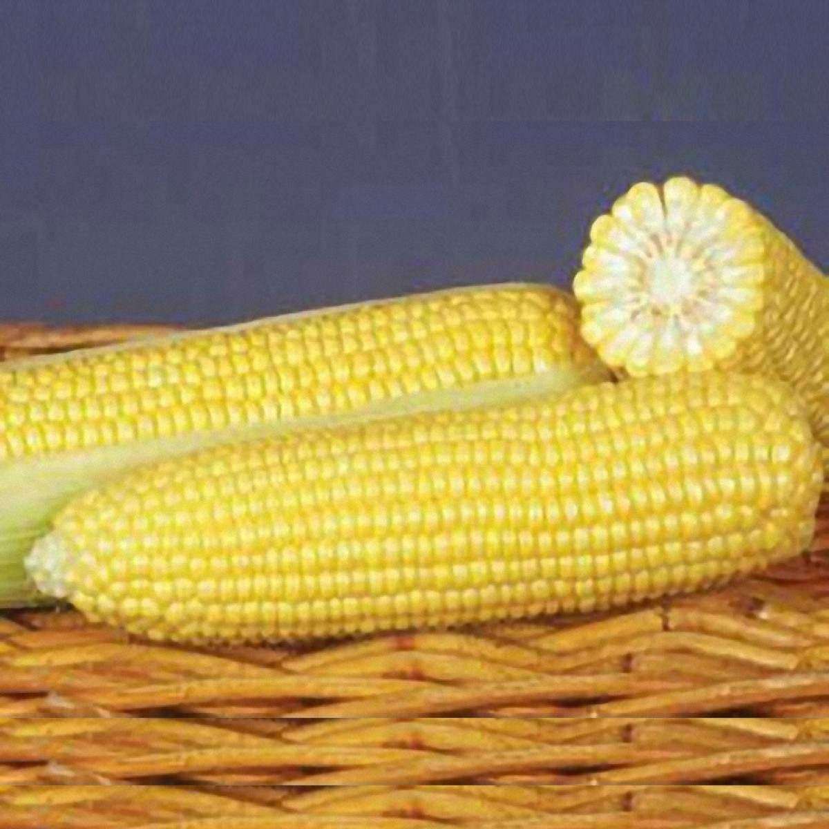 Seme GSS 8529 5000s F1 - Ostalo | SM AgroShop