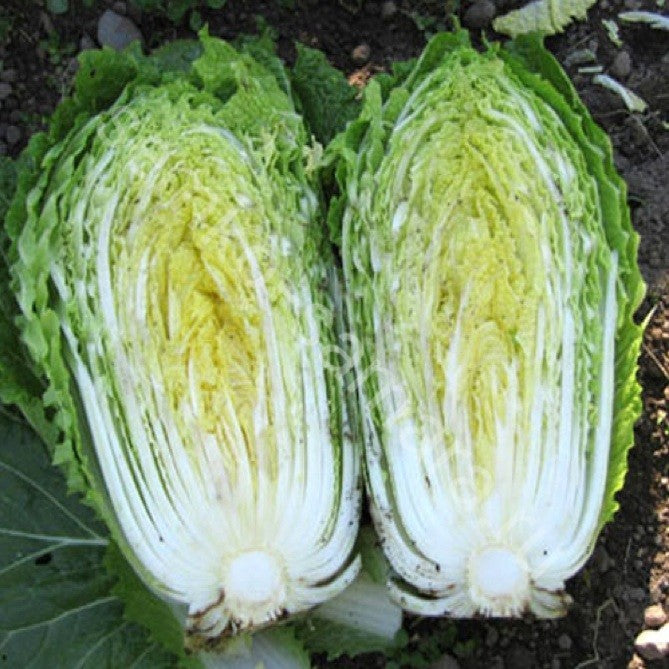 Profesionalno seme Seme kupusa Tabaluga F1 - Katalog semena povrća SM AgroShop