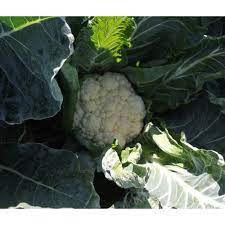 Seme Trident F1 - Ostalo | SM AgroShop