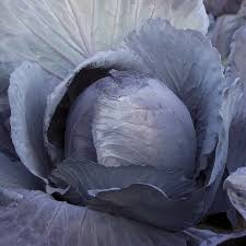 Seme Futurima F1 - Ostalo | SM AgroShop