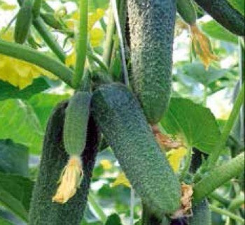 Seme Opalit F1 - Ostalo | SM AgroShop