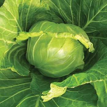 Seme Lauda F1 - Ostalo | SM AgroShop