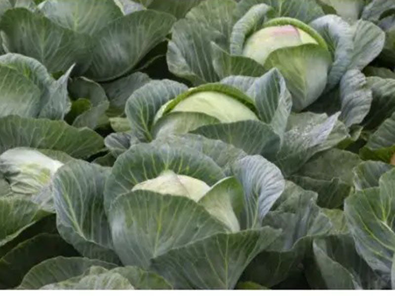 Seme Kilaherb F1 - Ostalo | SM AgroShop