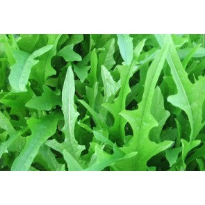 Seme Grazia - Ostalo | SM AgroShop