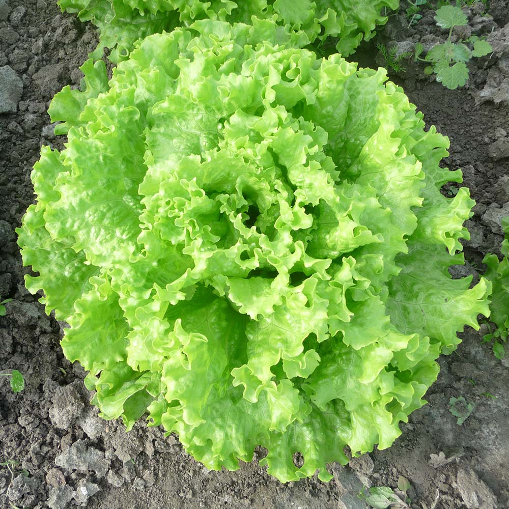 Profesionalno seme Seme salate Lirice ( letnja) - Katalog semena povrća SM AgroShop