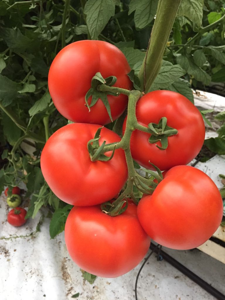 Seme Dokia F1 EZ - Ostalo | SM AgroShop