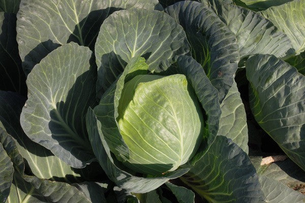 Profesionalno seme Seme kupusa Strukta F1 - Katalog semena povrća SM AgroShop