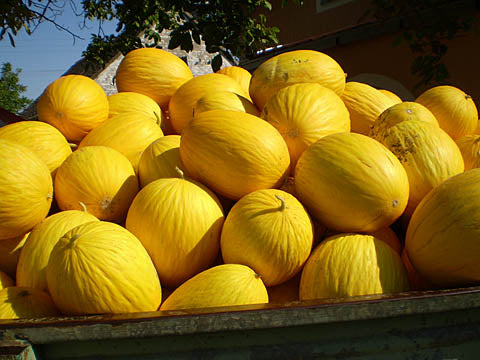 Seme Mandacaru F1 - Ostalo | SM AgroShop