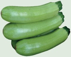 Profesionalno seme Seme tikvice Suha F1 - Katalog semena povrća SM AgroShop