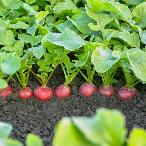 Profesionalno seme Seme rotkvice Cesar F1 - Katalog semena povrća SM AgroShop