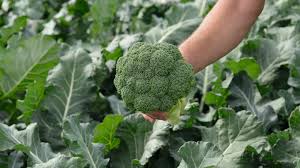 Seme Salinas F1 (precizna setva) - Ostalo | SM AgroShop