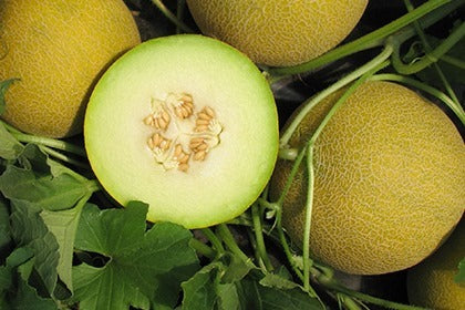 Seme Dalalh F1 - Ostalo | SM AgroShop