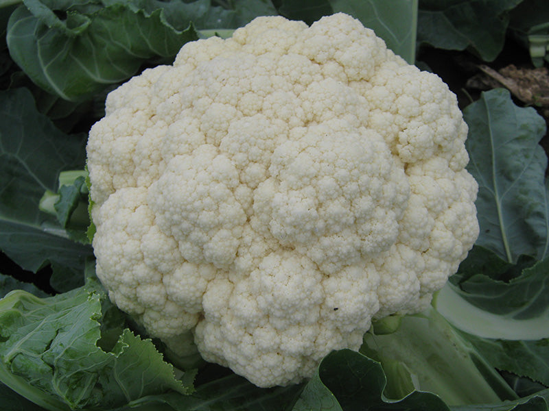 Seme Arizona F1 - Ostalo | SM AgroShop