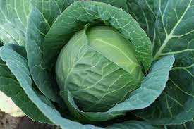 Profesionalno seme Seme kupusa Magnus Cresco F1 - Katalog semena povrća SM AgroShop