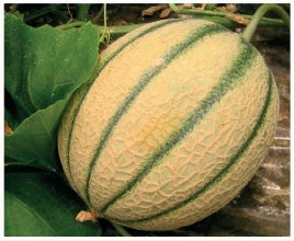 Seme Chianti F1 - Ostalo | SM AgroShop