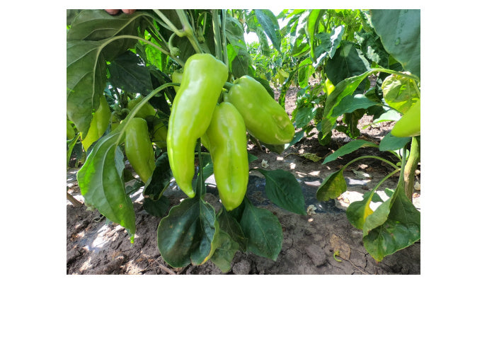 Seme Belo zlato - Ostalo | SM AgroShop