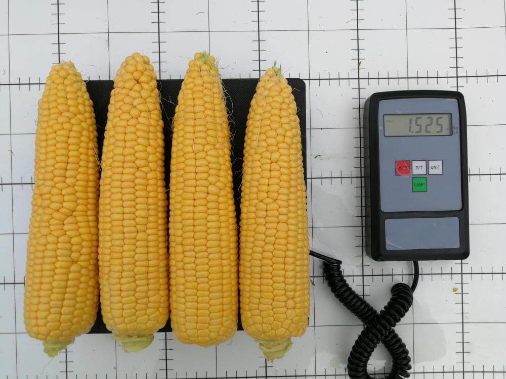 Seme SF 2070 F1 - Ostalo | SM AgroShop