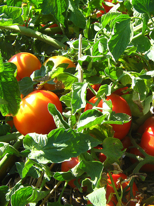 Seme Mirsini F1 - Ostalo | SM AgroShop