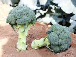 Seme Leonidas F1 - Ostalo | SM AgroShop