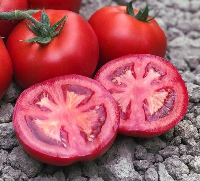 Prodaja Radames F1 - Cena semena Ostalo | SM AgroShop