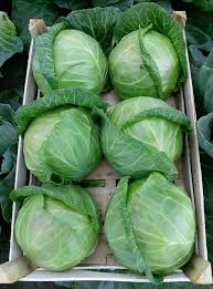 Seme Cheeta F1 - Ostalo | SM AgroShop