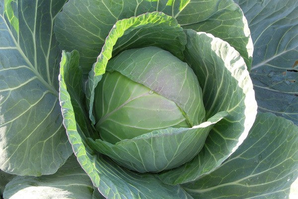 Profesionalno seme Seme kupusa Cheers F1 - Katalog semena povrća SM AgroShop - Brza dostava