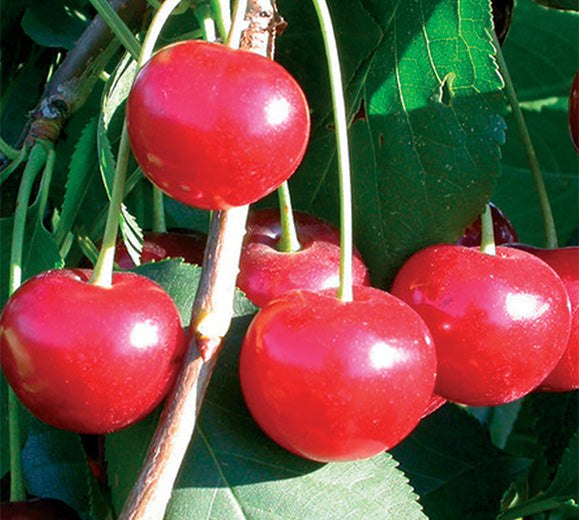 Seme Sad.višnja Kelleris - Ostalo | SM AgroShop