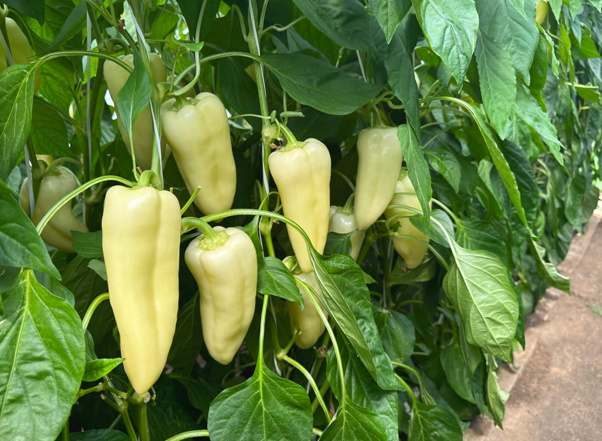 Seme Altendos F1 - Ostalo | SM AgroShop