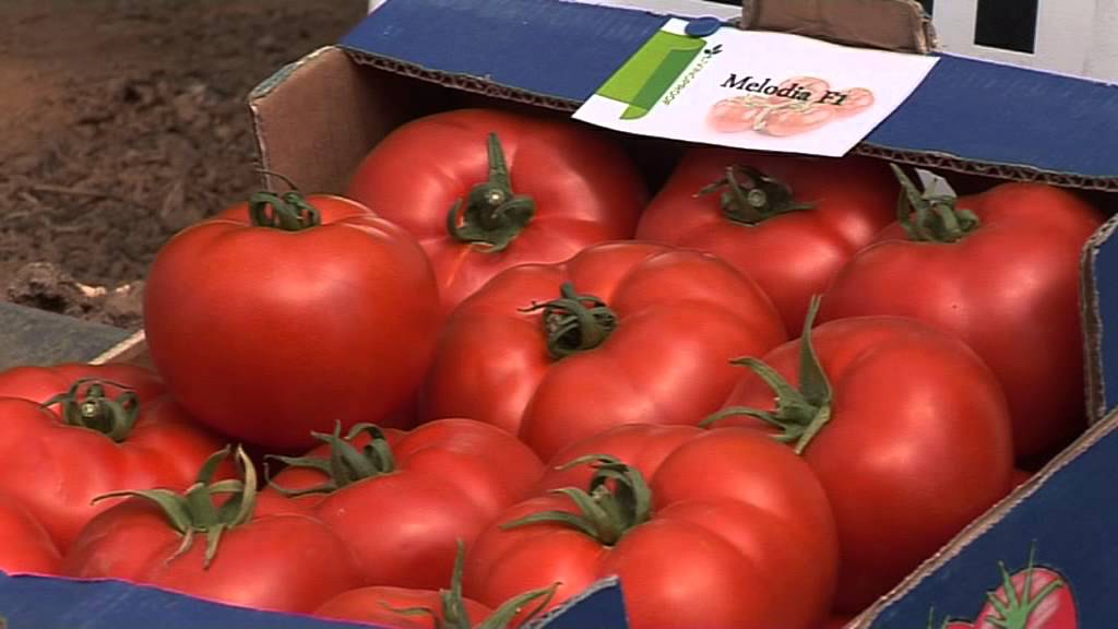 Seme Melodia F1 - Ostalo | SM AgroShop