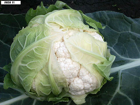 Seme Aviso F1 - Ostalo | SM AgroShop