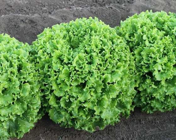 Profesionalno seme Seme salate Mignone (letnja) - Katalog semena povrća SM AgroShop