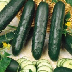 Seme Edona F1 - Ostalo | SM AgroShop