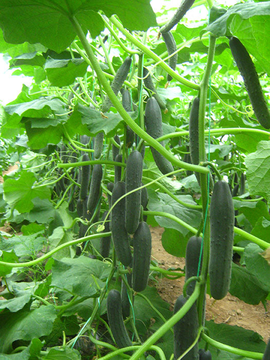 Seme Solatio F1 - Ostalo | SM AgroShop