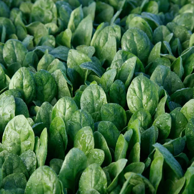 Seme Yoshi F1 - Ostalo | SM AgroShop