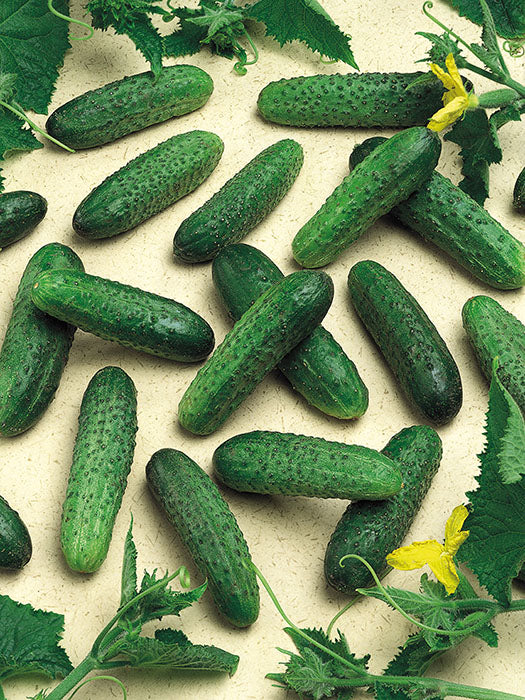 Seme Mirabelle F1 - Ostalo | SM AgroShop